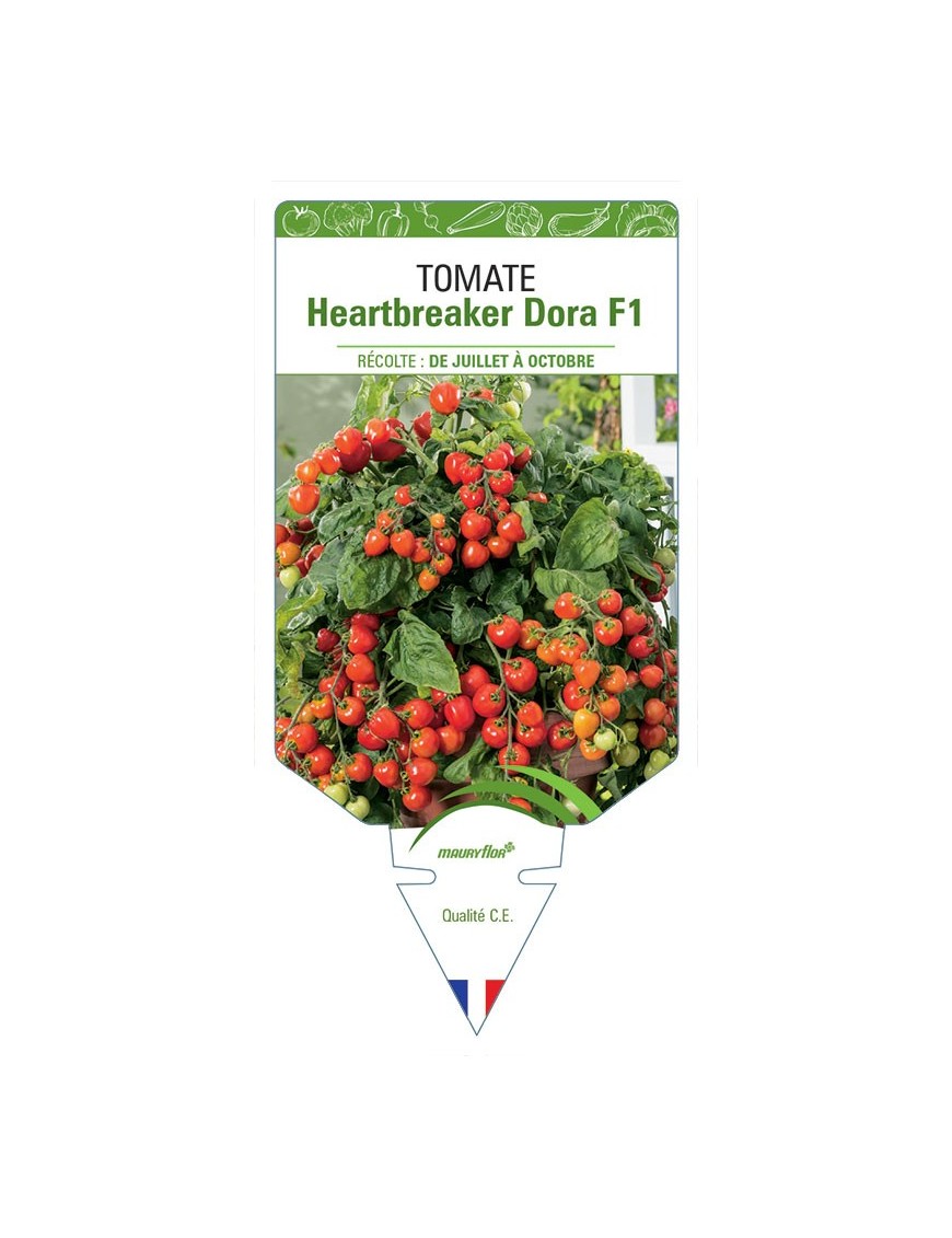 TOMATE HEARTBREAKER DORA F1