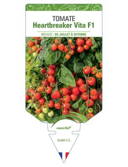 TOMATE HEARTBREAKER VITA F1