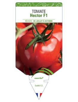 TOMATE HECTOR F1