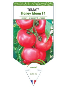 TOMATE HONEY MOON F1