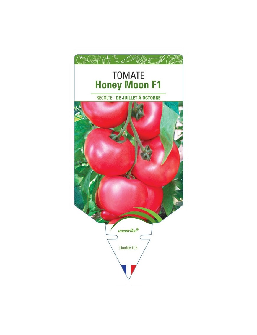 TOMATE HONEY MOON F1