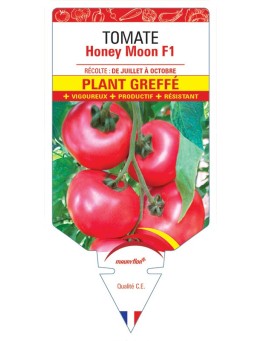 TOMATE HONEY MOON F1 PLANT GREFFÉ