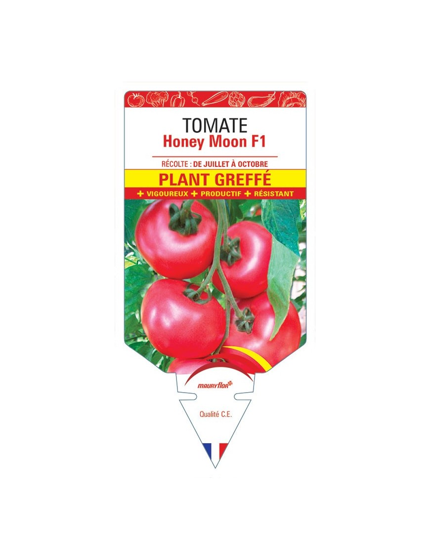 TOMATE HONEY MOON F1 PLANT GREFFÉ