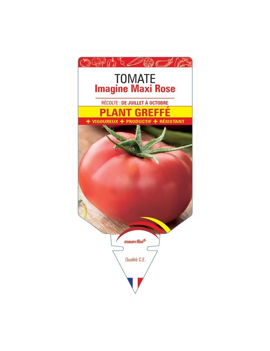 TOMATE IMAGINE MAXI ROSE F1 PLANT GREFFÉ