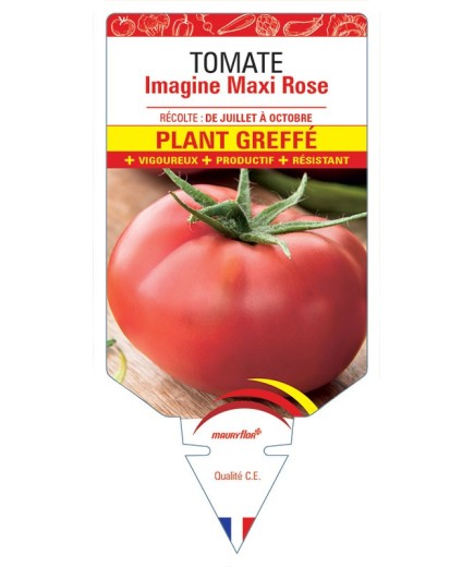 TOMATE IMAGINE MAXI ROSE F1 PLANT GREFFÉ