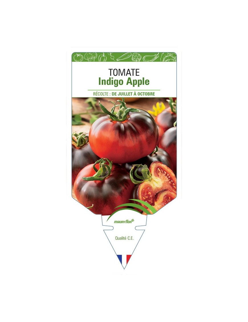 TOMATE INDIGO APPLE