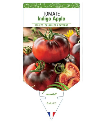 TOMATE INDIGO APPLE