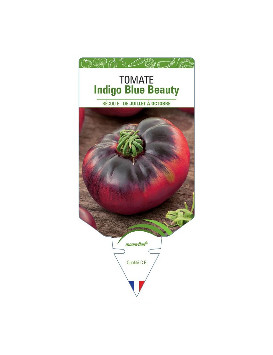 TOMATE INDIGO BLUE BEAUTY