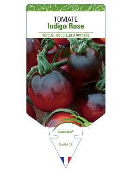 TOMATE INDIGO ROSE