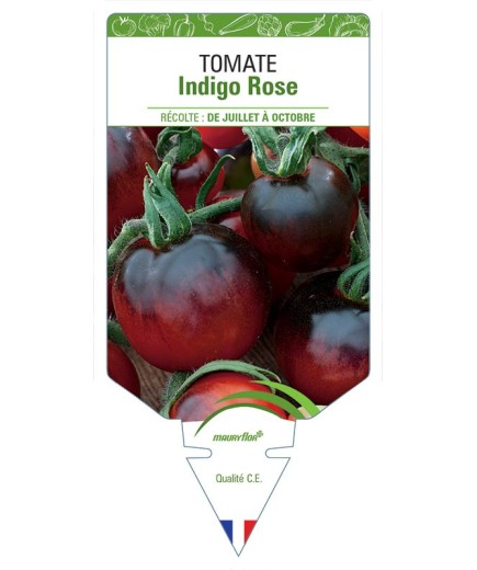 TOMATE INDIGO ROSE
