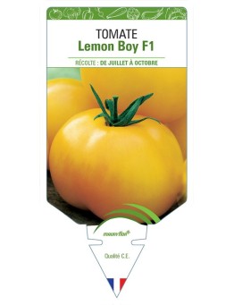 TOMATE LEMON BOY F1