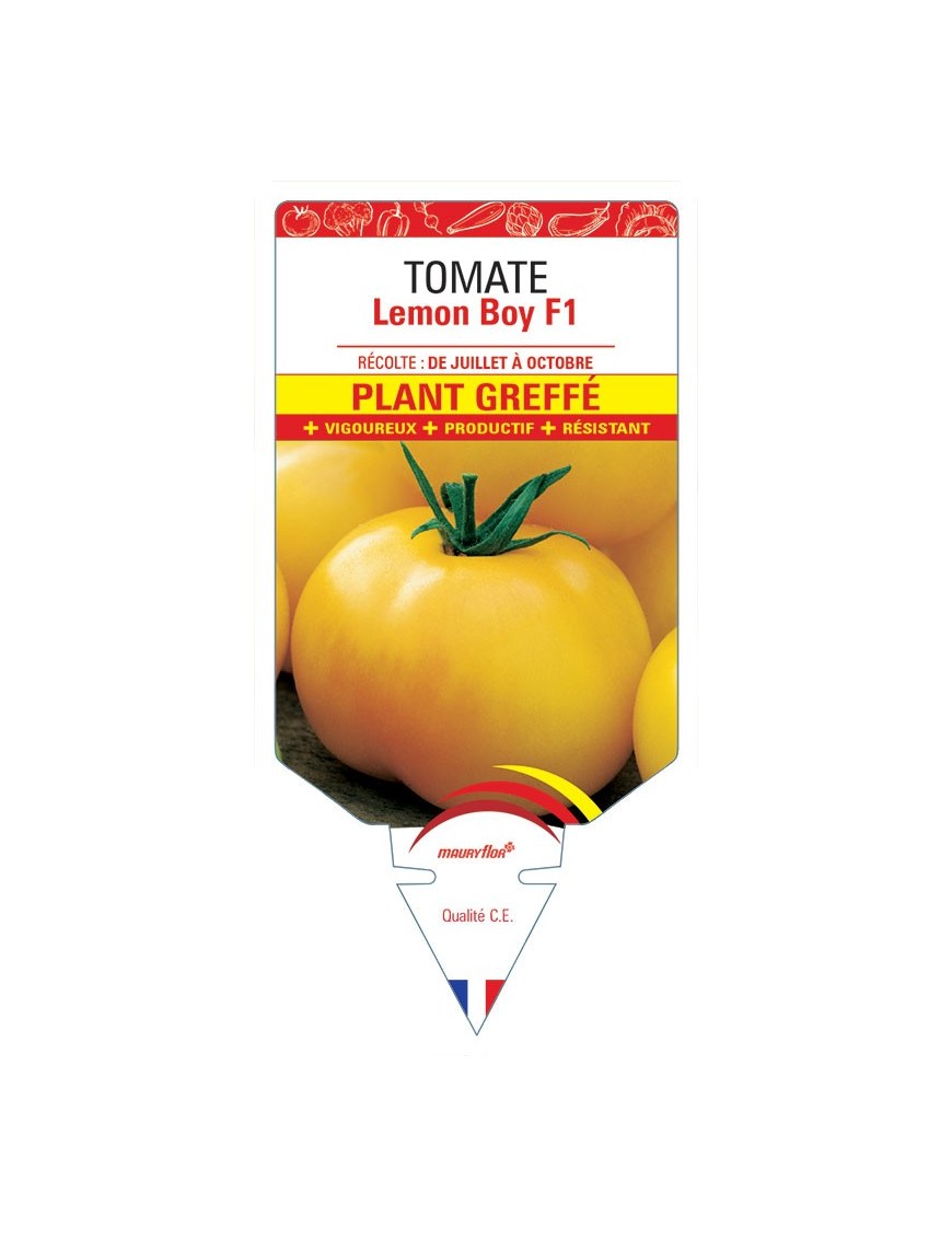 TOMATE LEMON BOY F1 PLANT GREFFÉ