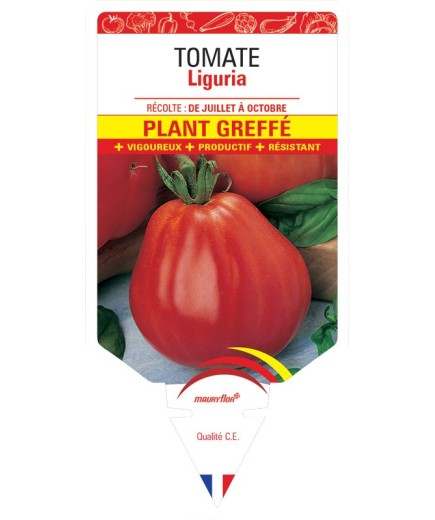 TOMATE LIGURIA PLANT GREFFÉ