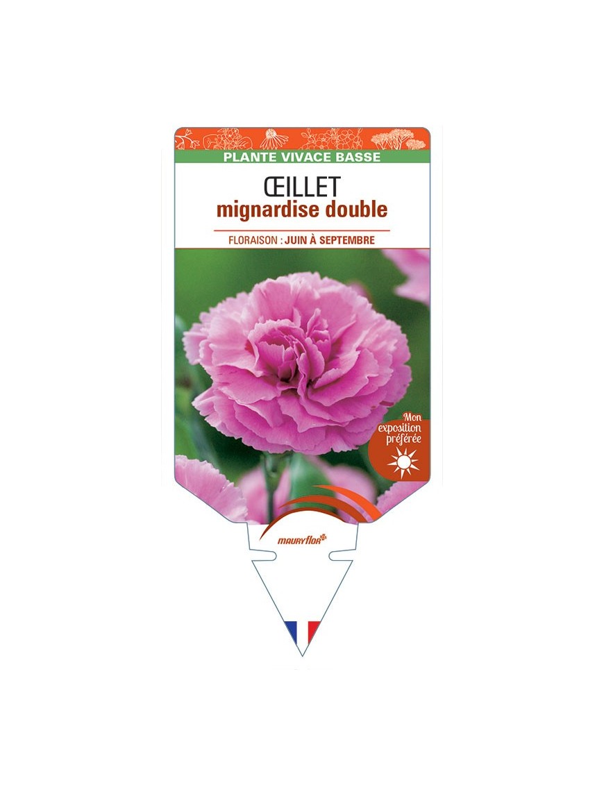 DIANTHUS plumarius voir ŒILLET mignardise double (rose) *
