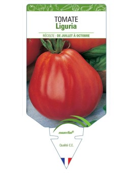 TOMATE LIGURIA