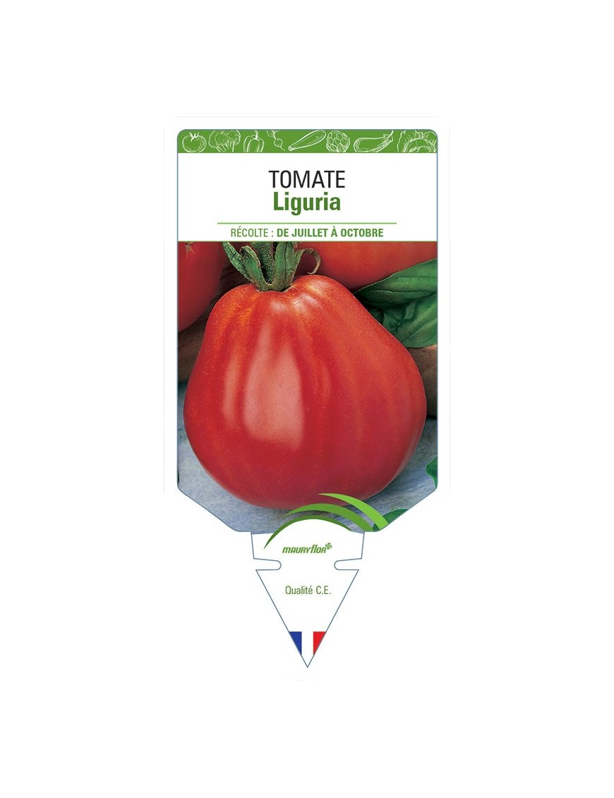 TOMATE LIGURIA