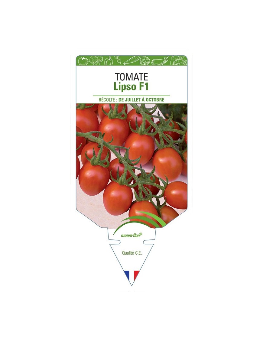 TOMATE LIPSO F1