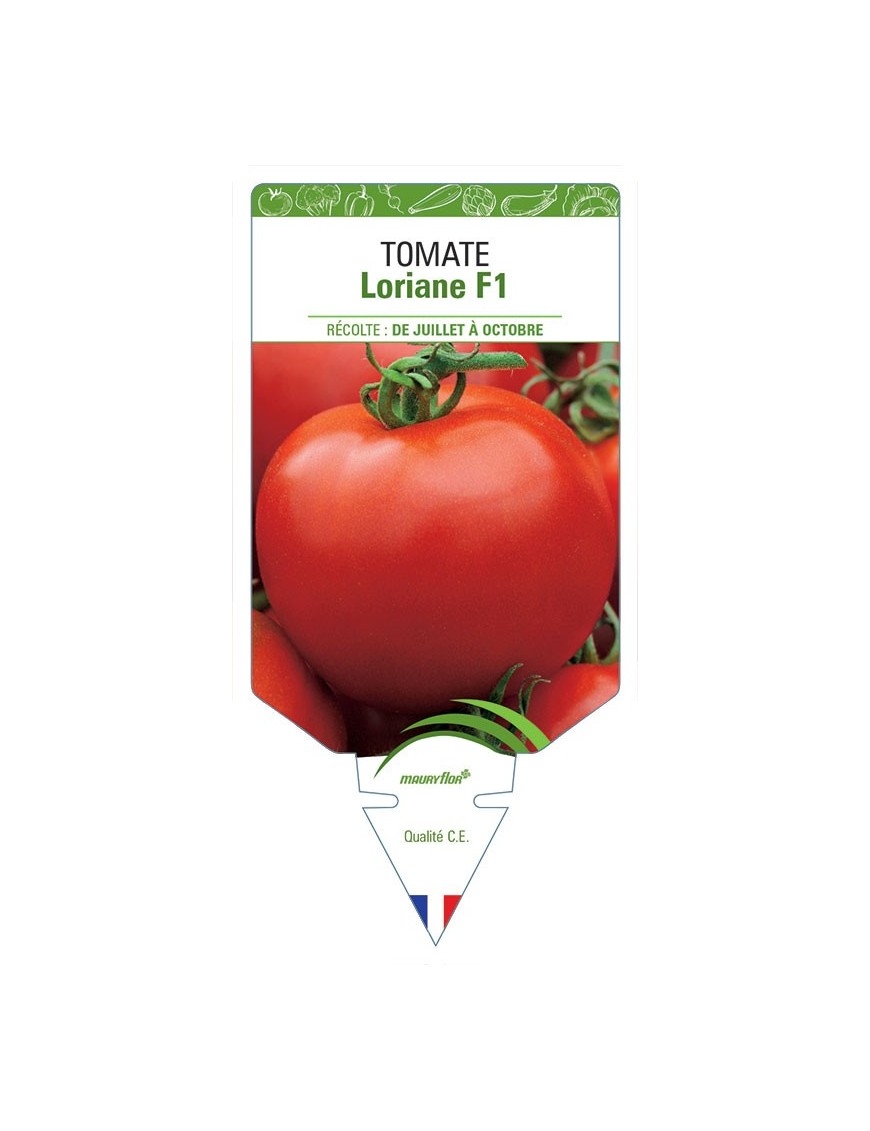 TOMATE LORIANE F1