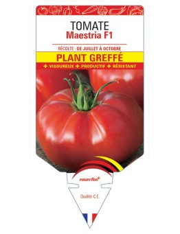 TOMATE MAESTRIA F1 PLANT GREFFÉ