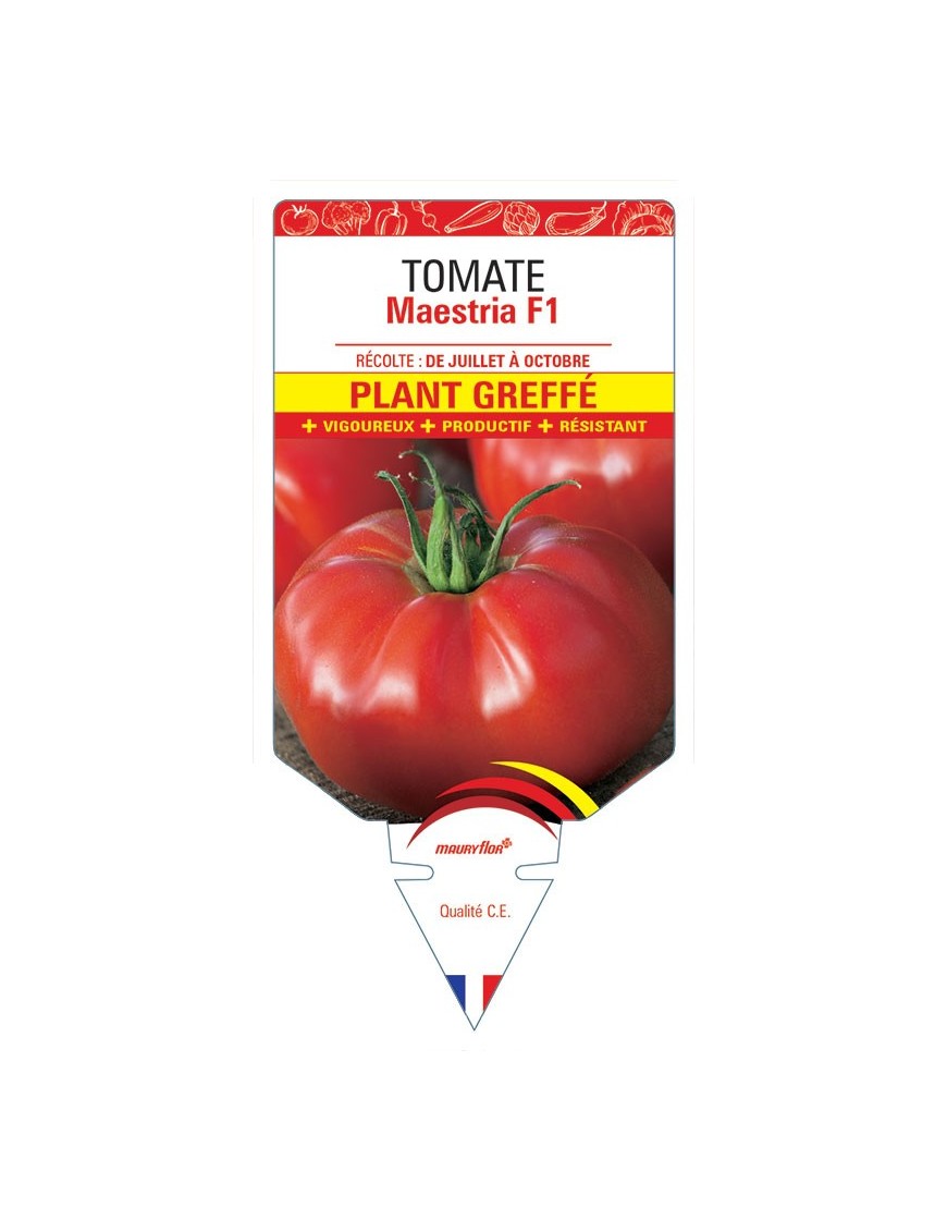 TOMATE MAESTRIA F1 PLANT GREFFÉ