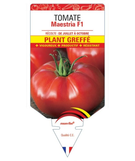 TOMATE MAESTRIA F1 PLANT GREFFÉ