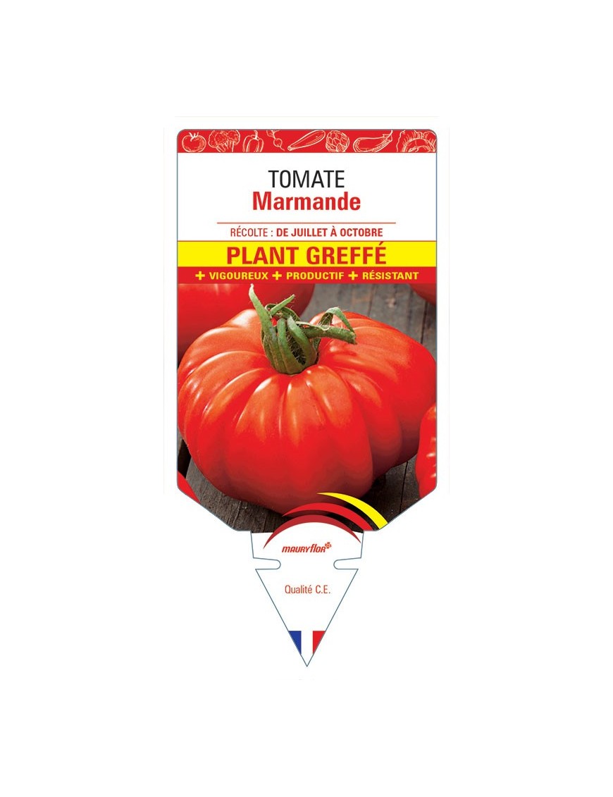 TOMATE MARMANDE PLANT GREFFÉ