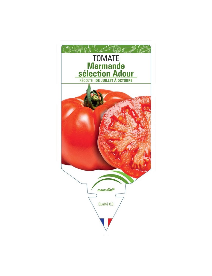 TOMATE MARMANDE SÉLECTION ADOUR