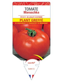 TOMATE MARUSCHKA PLANT GREFFÉ