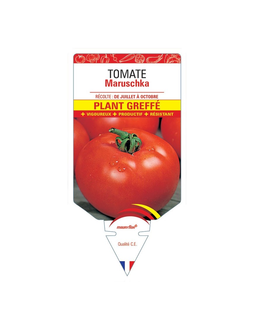 TOMATE MARUSCHKA PLANT GREFFÉ