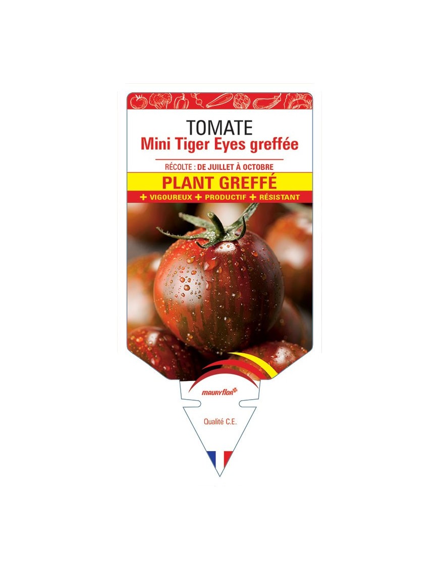 TOMATE MINI TIGER EYES PLANT GREFFÉ