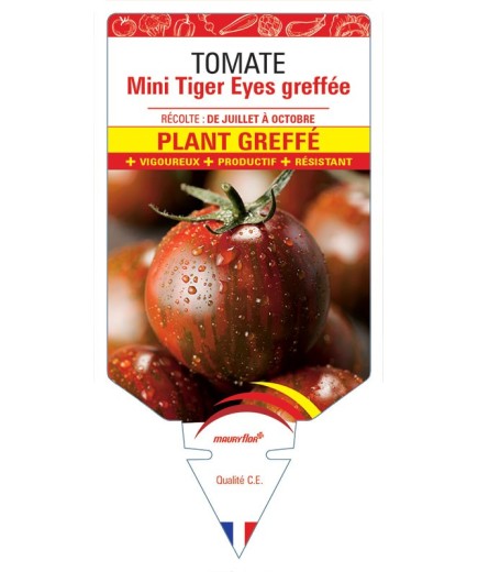 TOMATE MINI TIGER EYES PLANT GREFFÉ