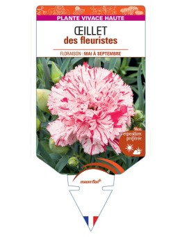 DIANTHUS caryophyllus voir ŒILLET DES FLEURISTES (blanc strié rose)