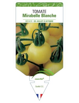 TOMATE MIRABELLE BLANCHE