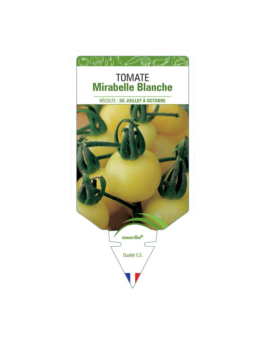 TOMATE MIRABELLE BLANCHE