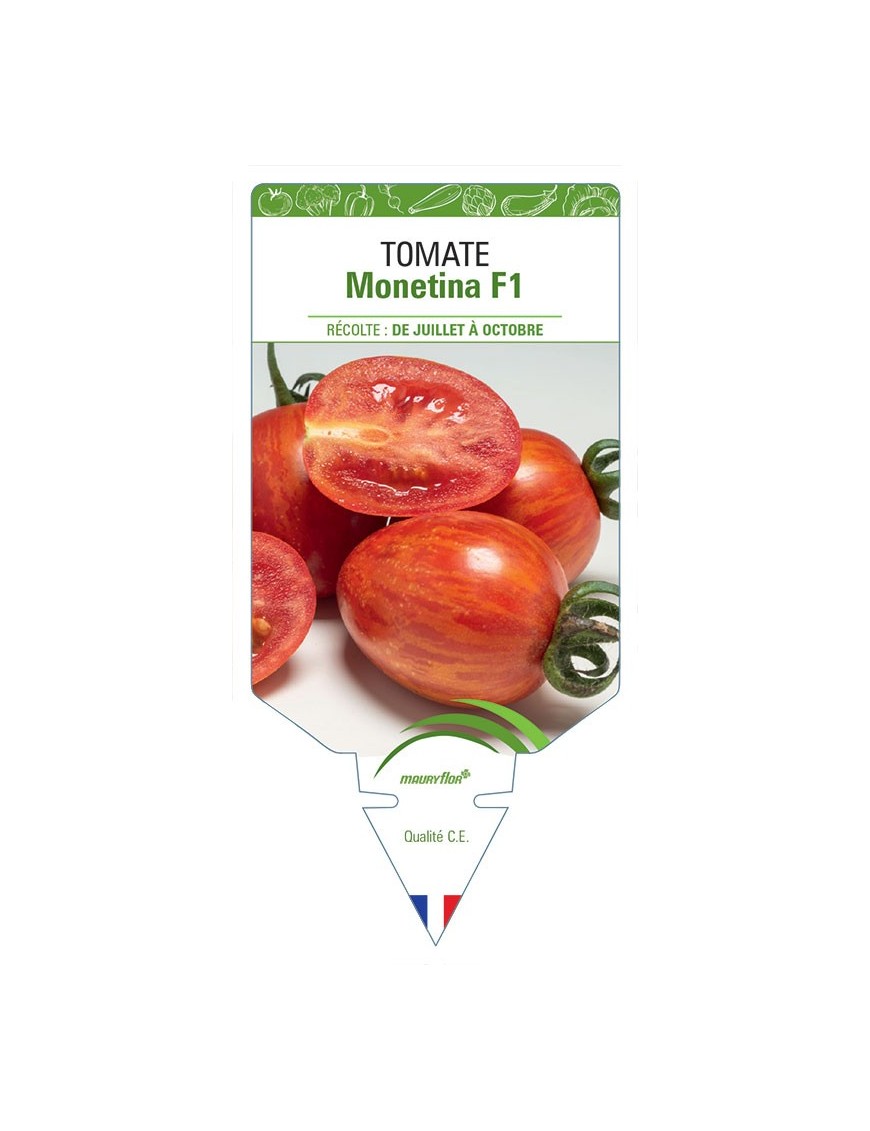 TOMATE MONETINA F1