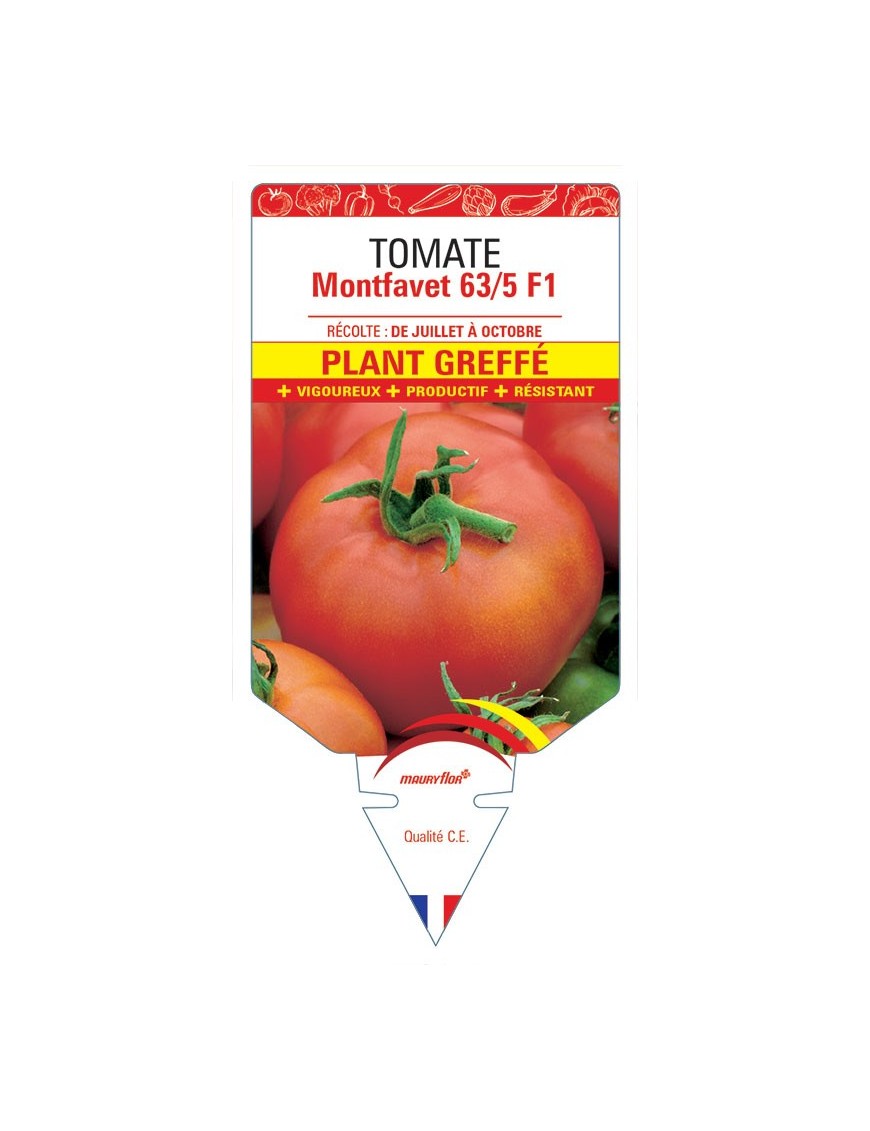 TOMATE MONTFAVET 63/5 F1 PLANT GREFFÉ