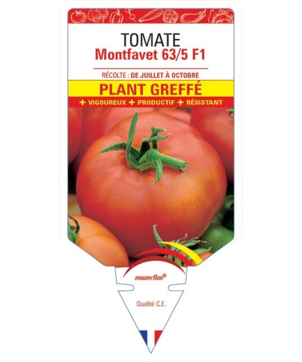TOMATE MONTFAVET 63/5 F1 PLANT GREFFÉ