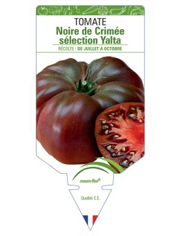 TOMATE NOIRE DE CRIMÉE SÉLECTION YALTA