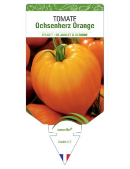 TOMATE OCHSENHERZ ORANGE