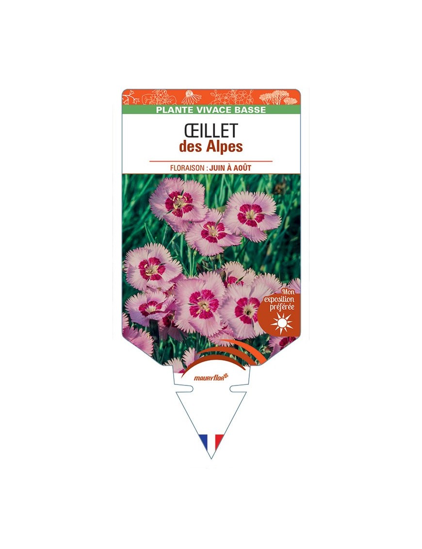 DIANTHUS alpinus voir ŒILLET des Alpes (rose)*