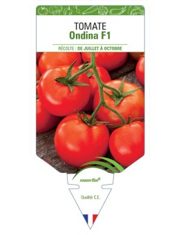 TOMATE ONDINA F1
