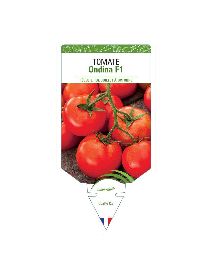 TOMATE ONDINA F1