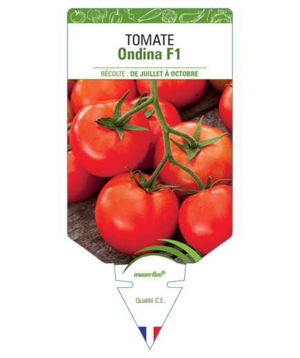 TOMATE ONDINA F1