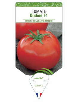 TOMATE ONDINE F1