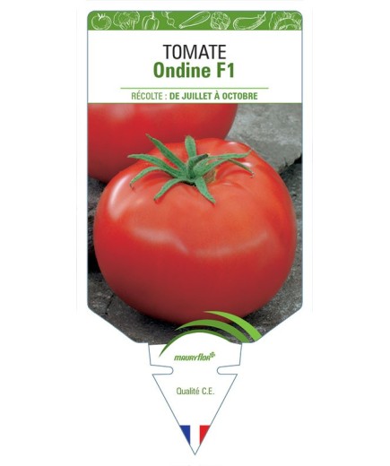 TOMATE ONDINE F1