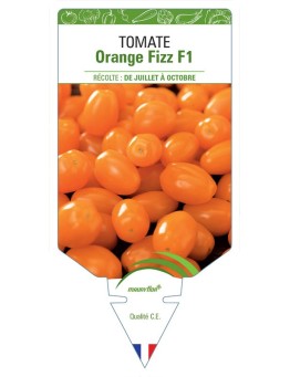 TOMATE ORANGE FIZZ F1