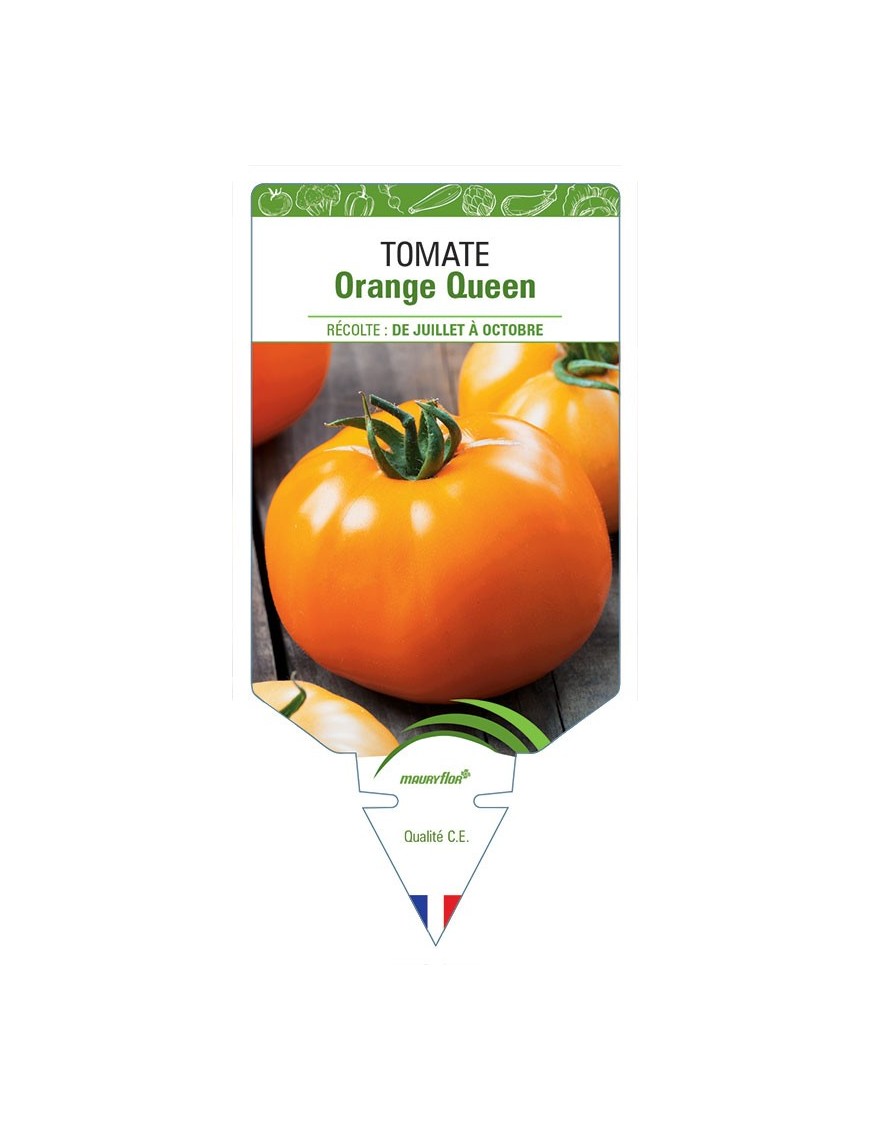 TOMATE ORANGE QUEEN
