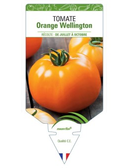 TOMATE ORANGE WELLINGTON