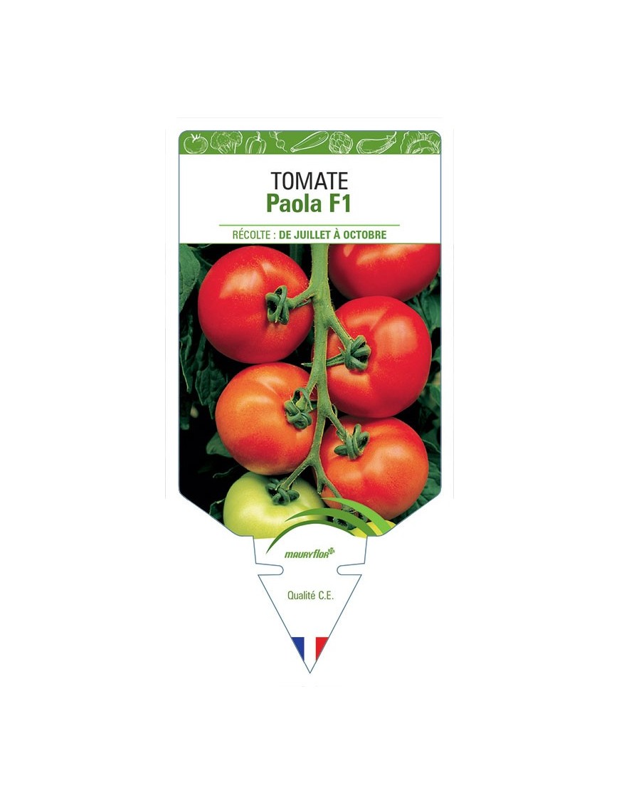 TOMATE PAOLA F1