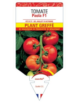 TOMATE PAOLA F1 PLANT GREFFÉ